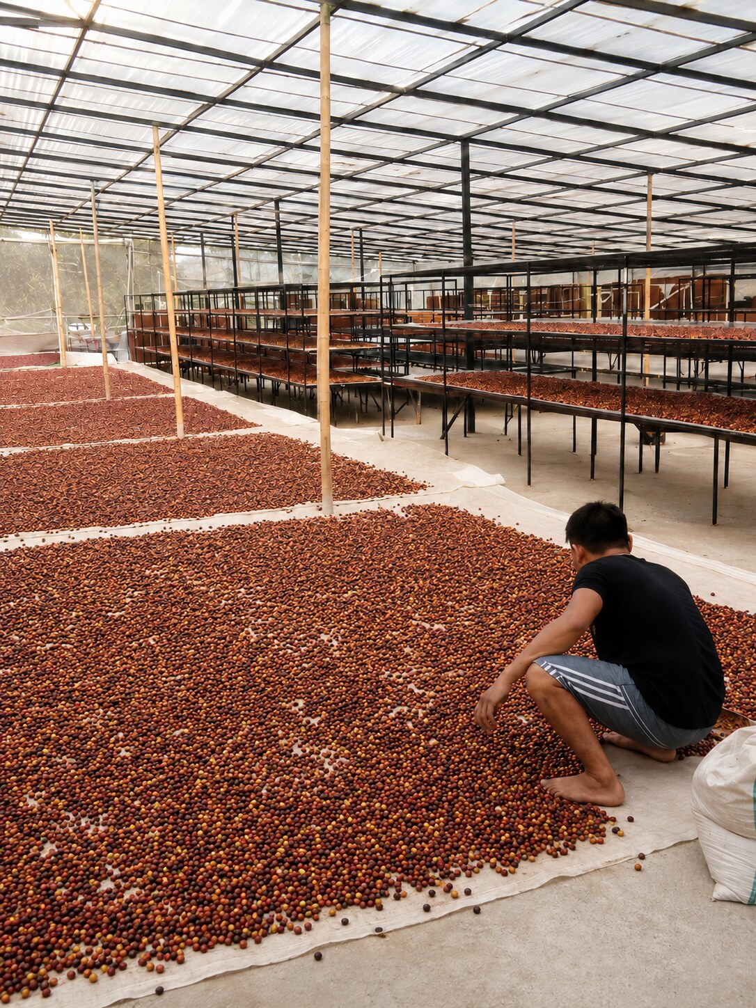 NATCHA coffee drying dome filled with coffee cherries